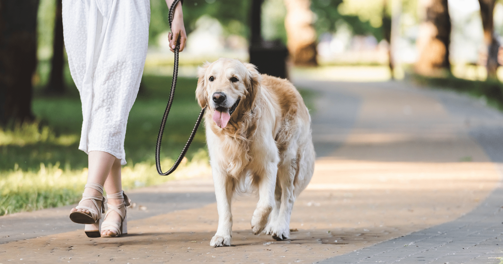 A person walking a golden retriever on a sunlit park path